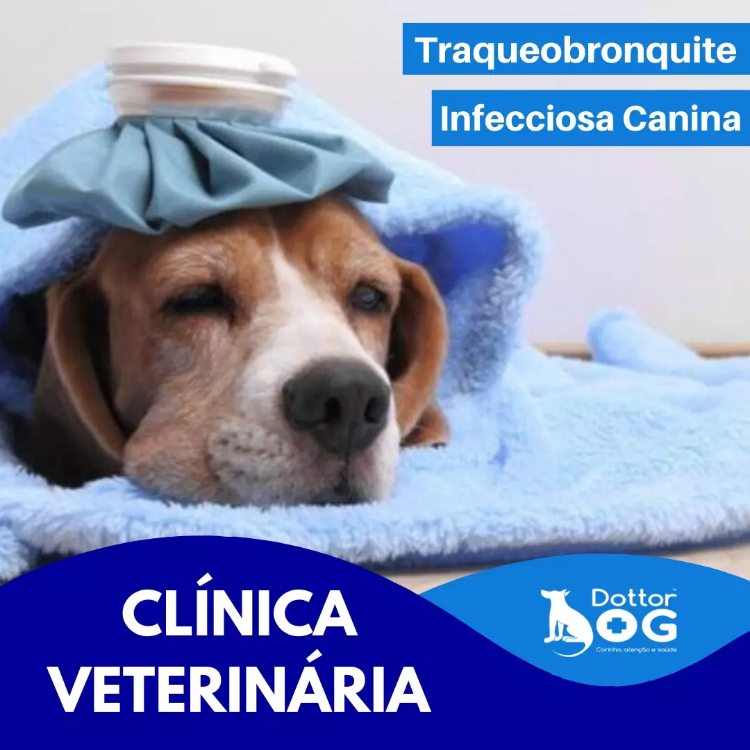 SAIBA MAIS SOBRE A TRAQUEOBRONQUITE INFECCIOSA CANINA: CAUSAS, TRATAMENTOS E PREVENÇÃO!